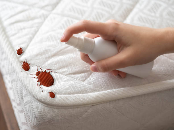 Professional Pest Control in India Hook, SC