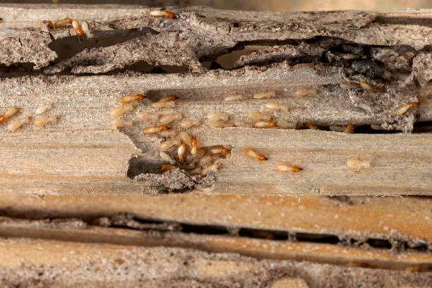 Best Residential Pest Control  in India Hook, SC